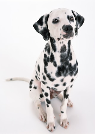Dalmatian