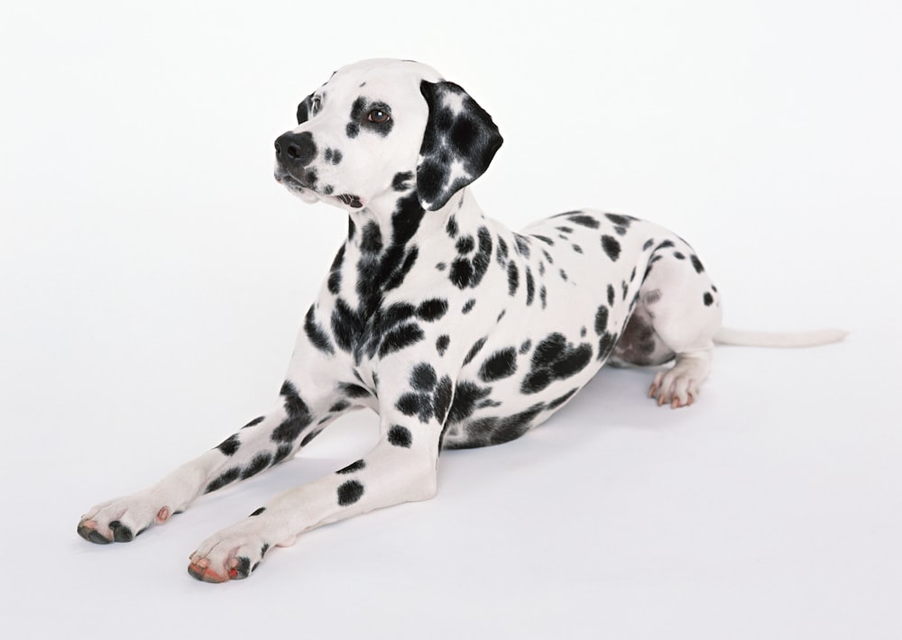 chiot dalmatien noir et blanc