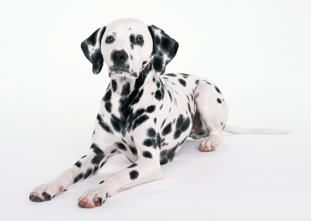 filhote de cachorro dálmata preto e branco