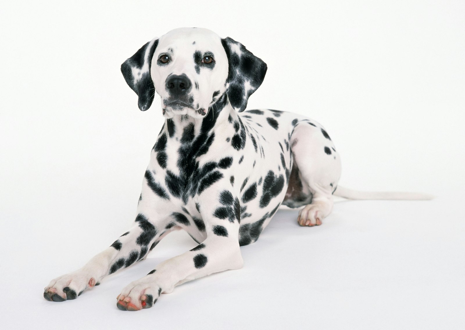 The Dalmatian: A Complete Field Guide