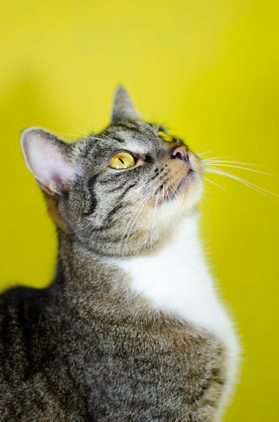 brown tabby cat in yellow background
