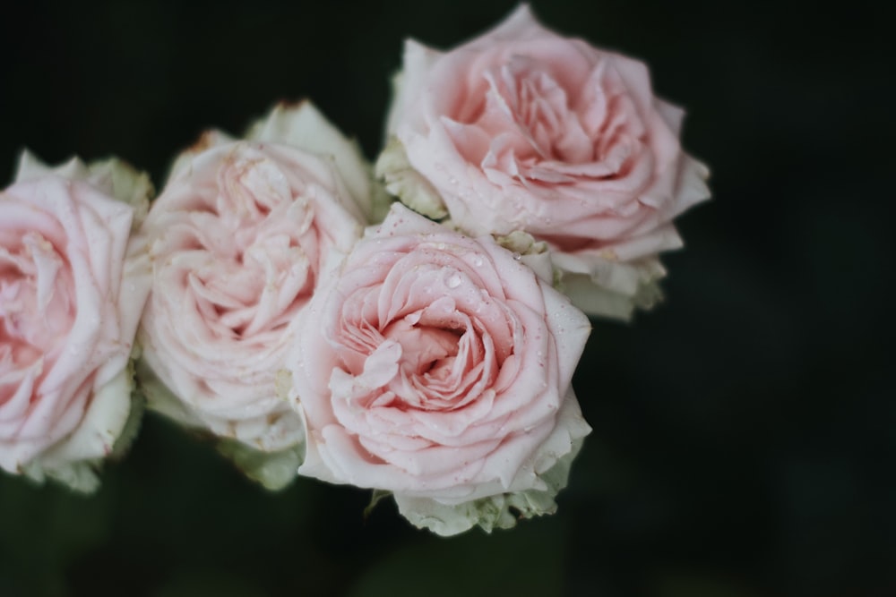 pink roses in close up photography