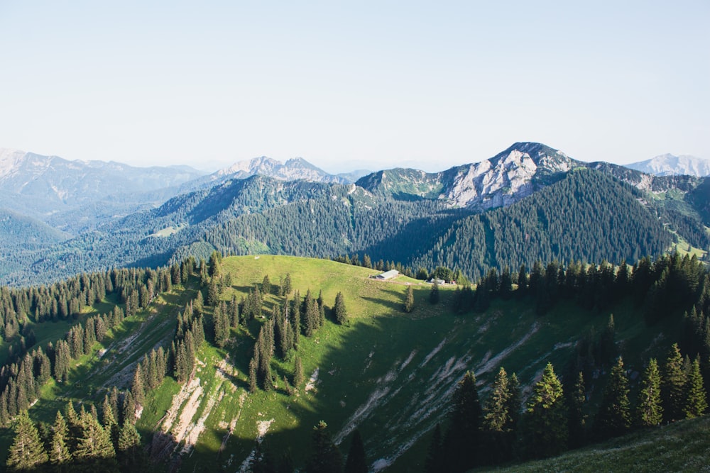 green trees on mountain during daytime