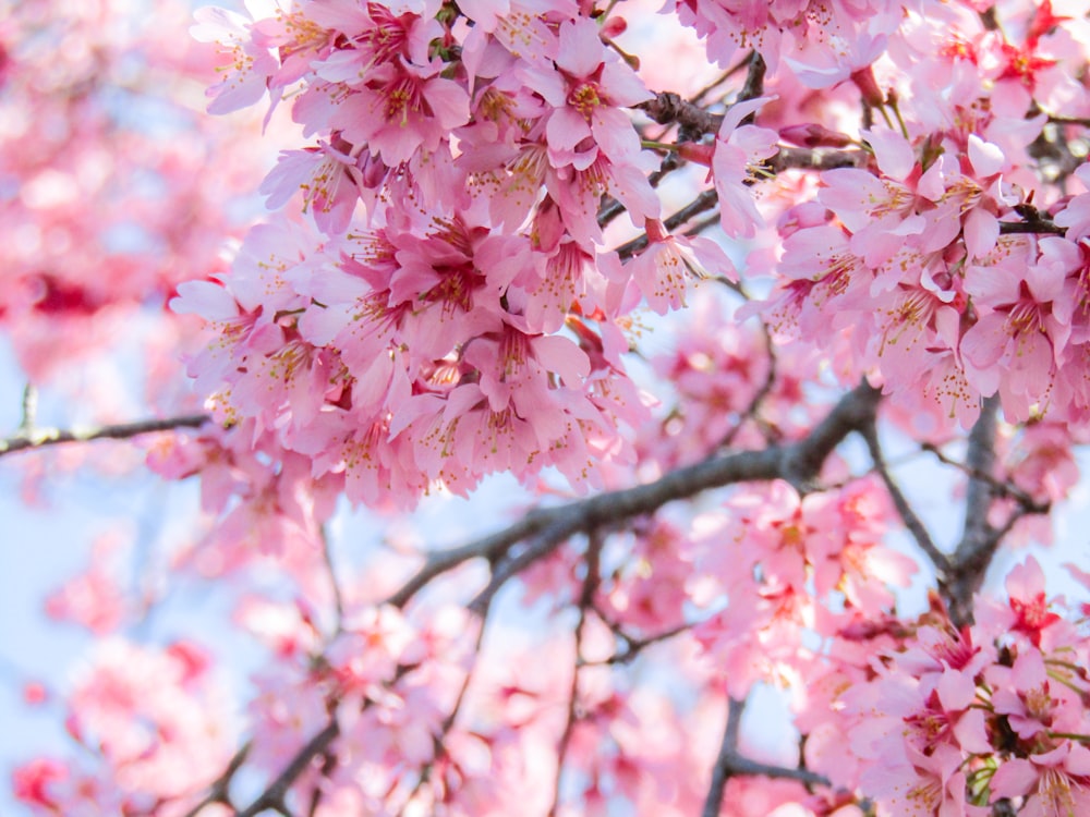 pink cherry blossom tree during daytime