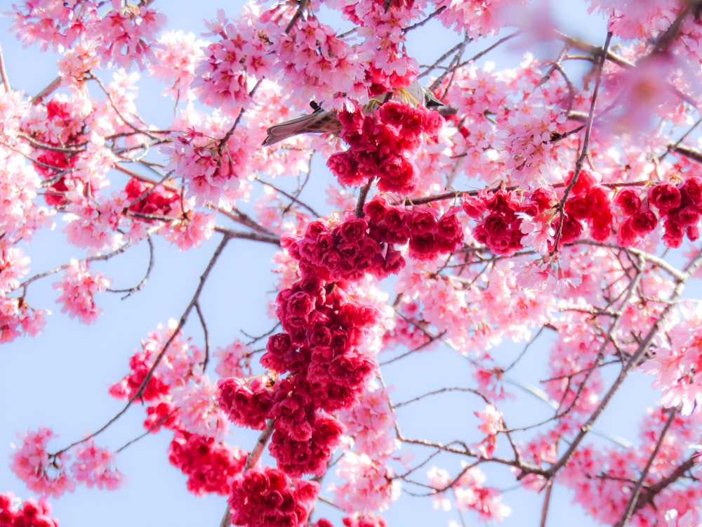 red and white cherry blossom tree