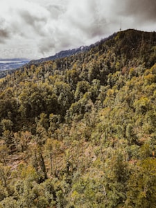 A lush, expansive forest with dense tree cover extends across a mountainous landscape under a cloudy sky. The trees predominantly exhibit varying shades of green, indicating a thriving ecosystem. In the distance, the hills gradually descend, giving way to a horizon that suggests a more open, possibly urban area.