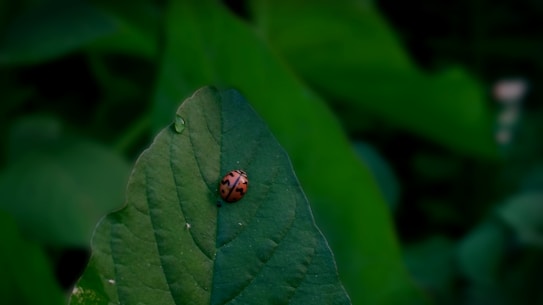 A close-up view of a red-and-black ladybug resting on a large green leaf surrounded by lush foliage. The lighting creates a natural and peaceful atmosphere, highlighting the intricate patterns on the leaf and the vibrant colors of the ladybug.