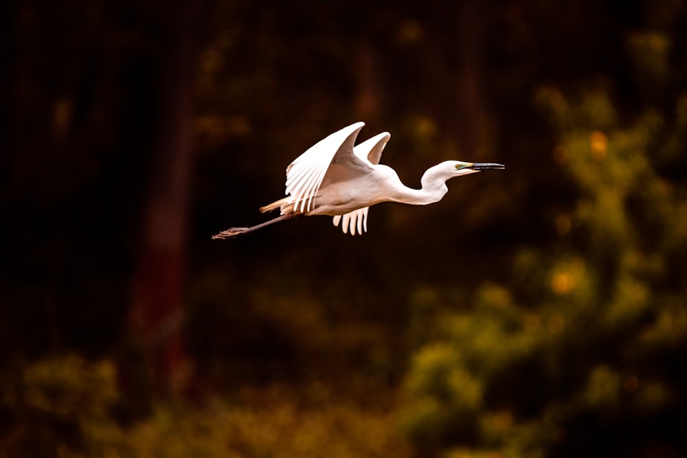 white bird flying during daytime