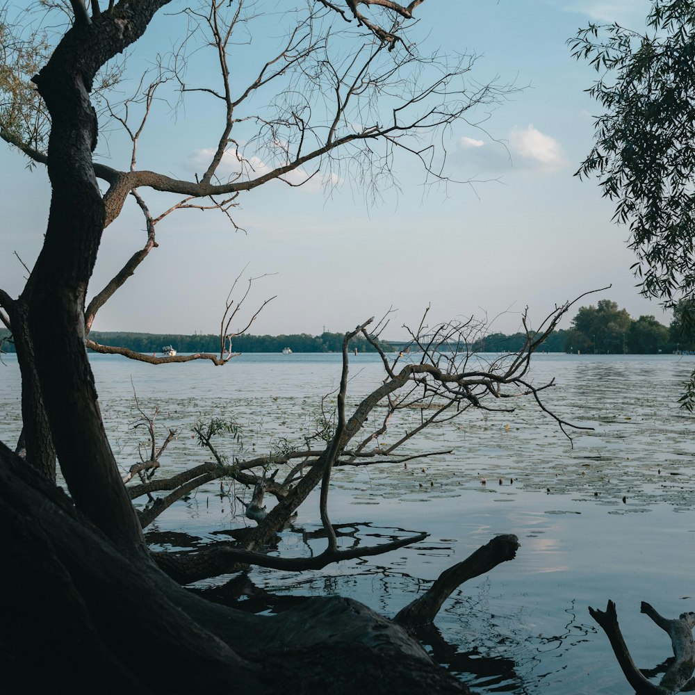 a body of water surrounded by trees and land