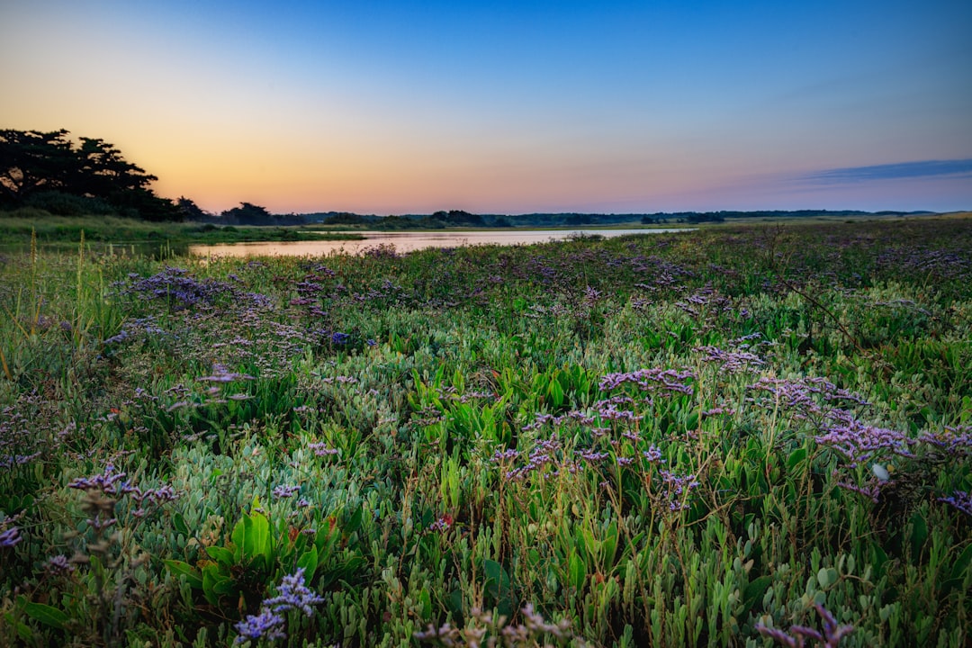 green grass field near body of water during daytime