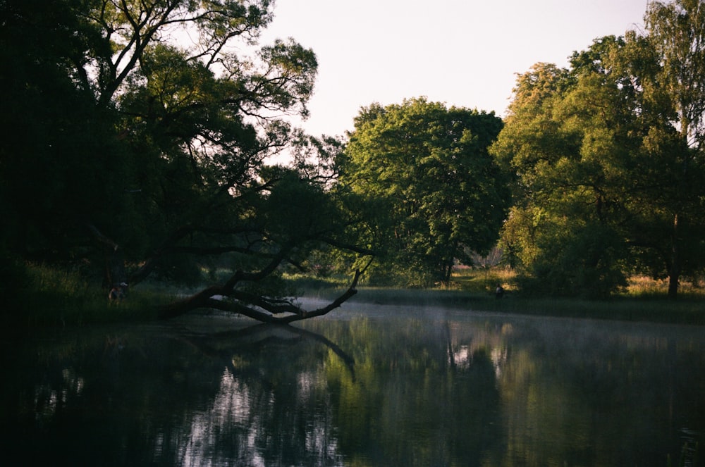 green trees beside river during daytime