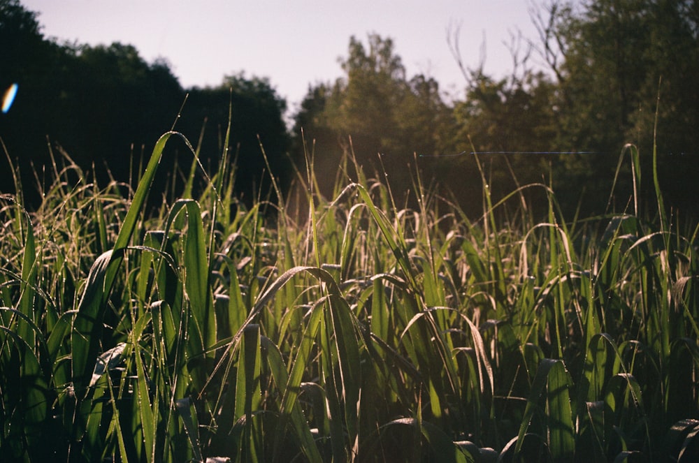 green grass field during daytime