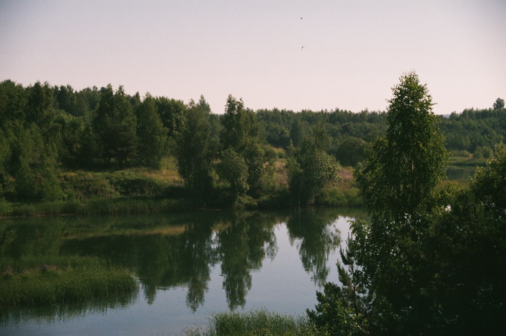 árvores verdes ao lado do lago durante o dia
