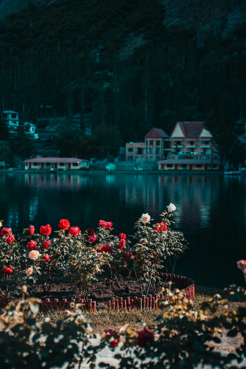 Flores rojas cerca del cuerpo de agua durante el día