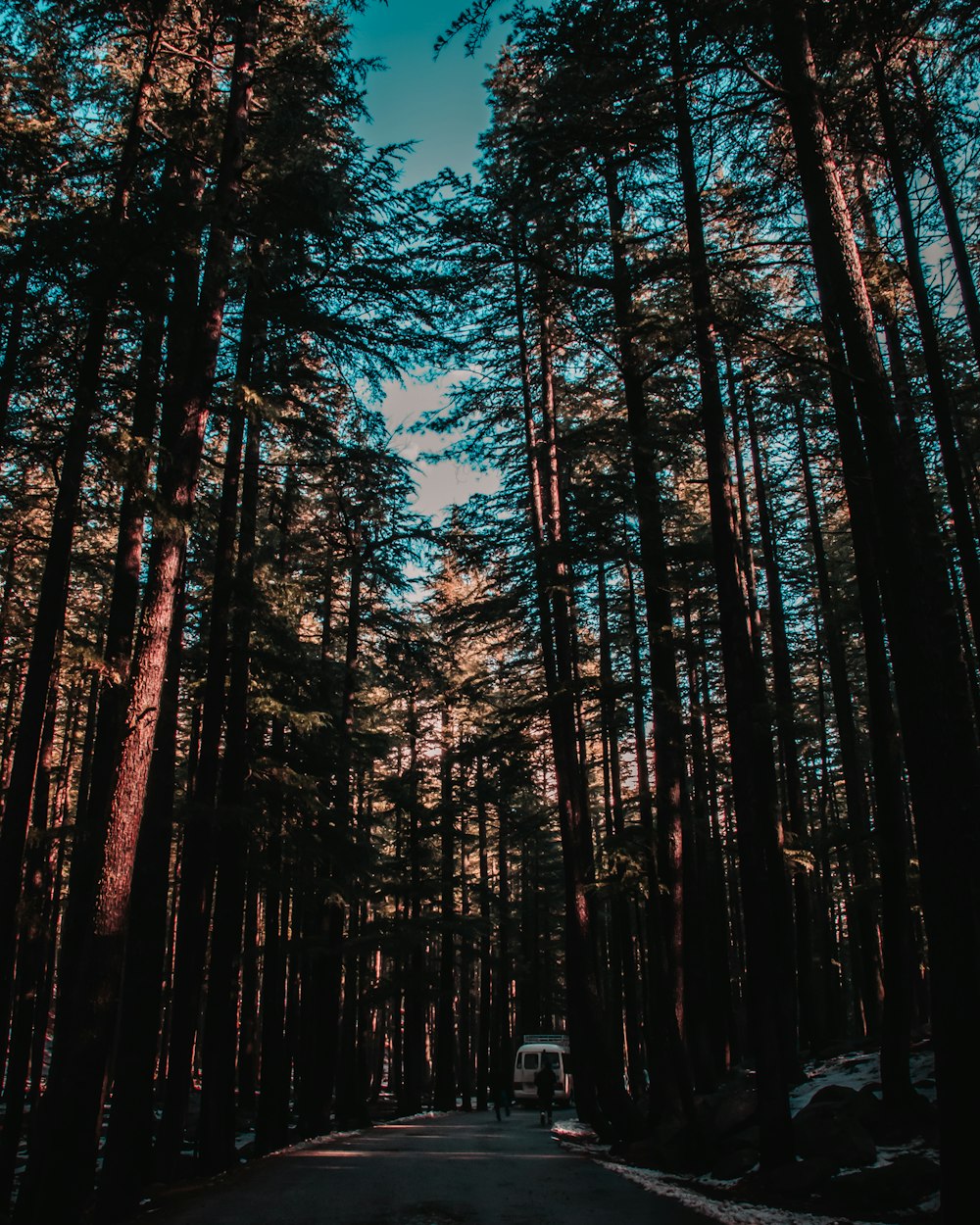 brown trees under blue sky during daytime