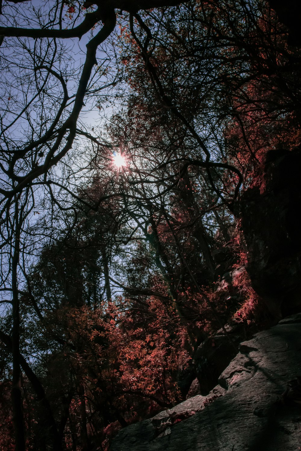 brown trees under blue sky during daytime