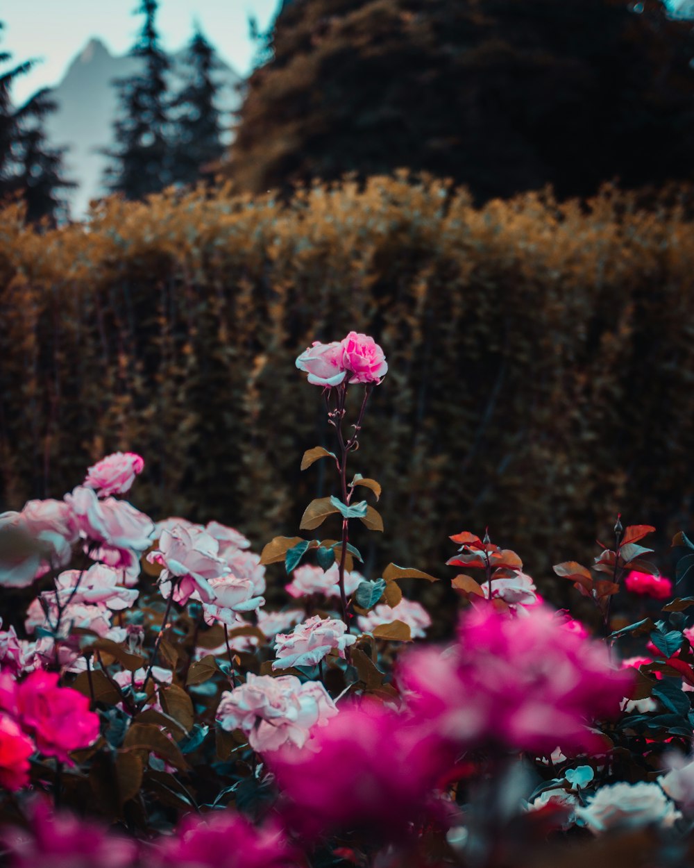 Flores rosas en lente de cambio de inclinación