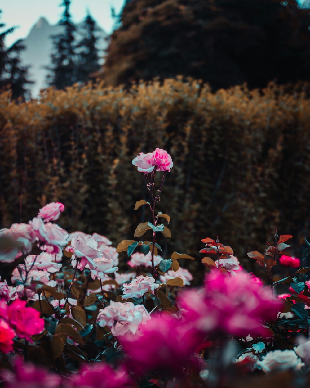 pink flowers in tilt shift lens