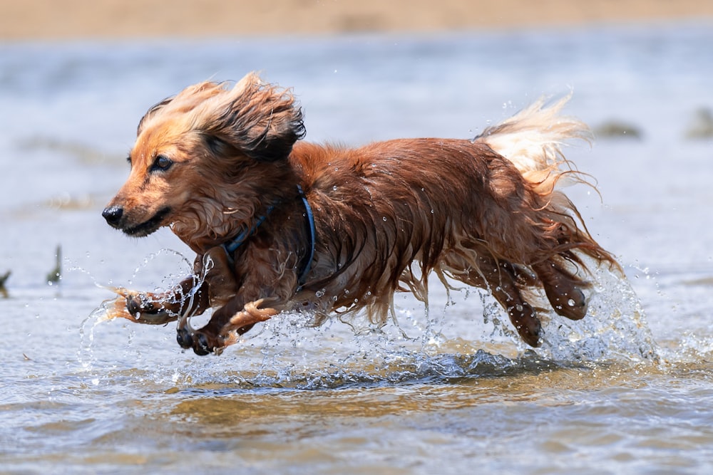 brown long coat small dog running on water during daytime