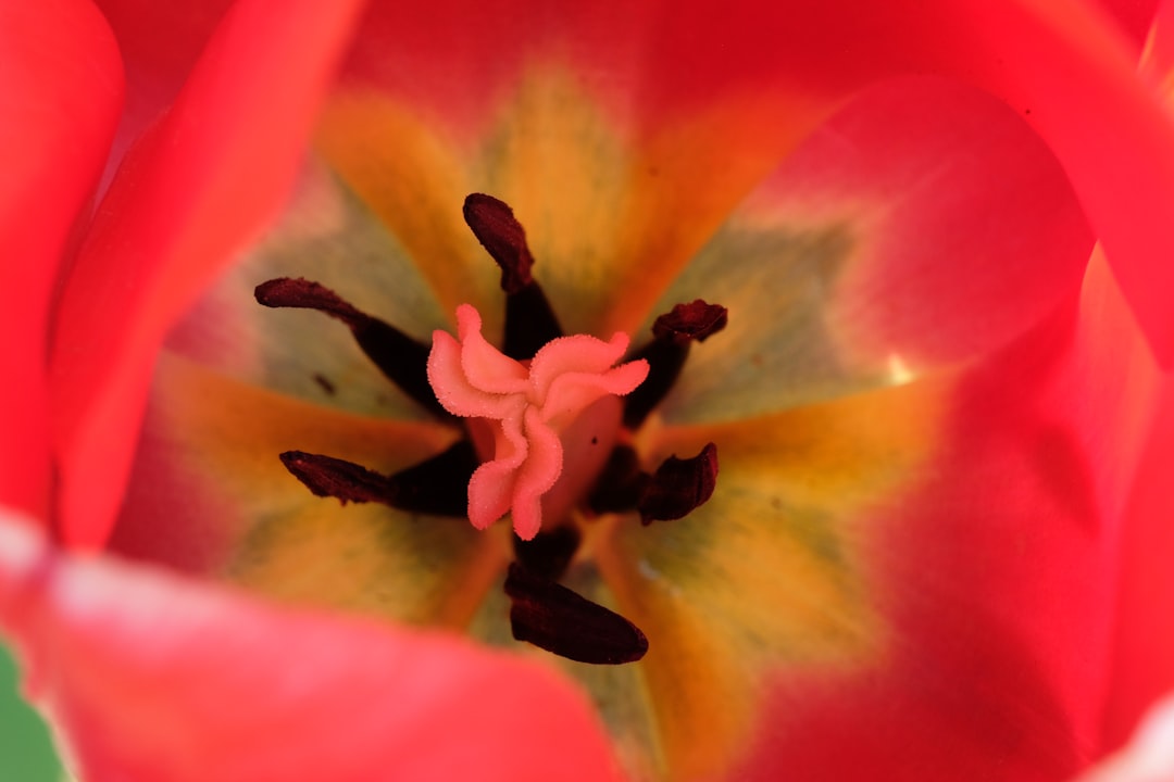 red and black flower in macro photography
