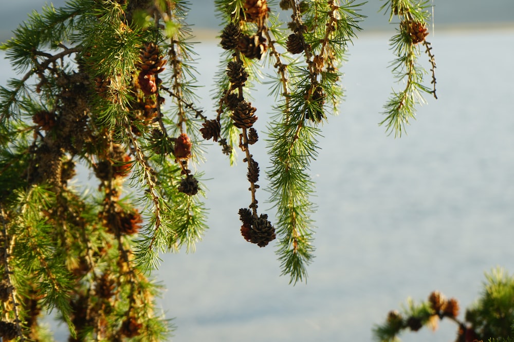 green and brown pine tree