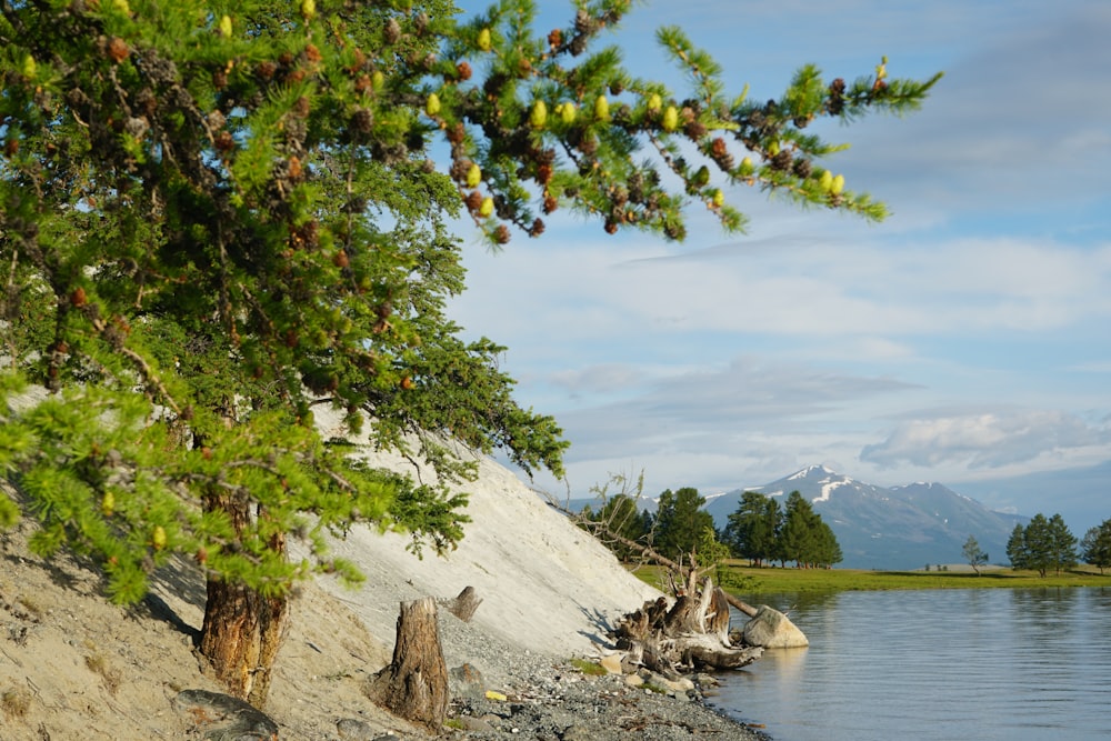 green and yellow tree near body of water during daytime