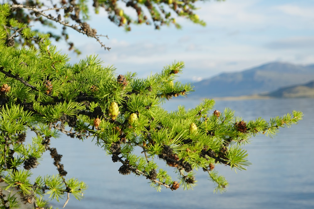 green and yellow plant during daytime