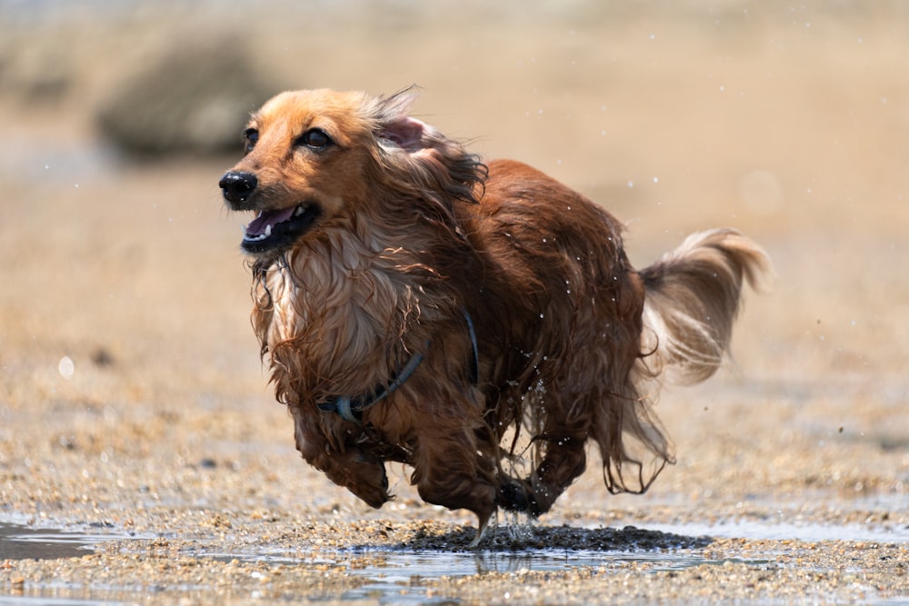 brown and white long coat medium dog on gray sand during daytime