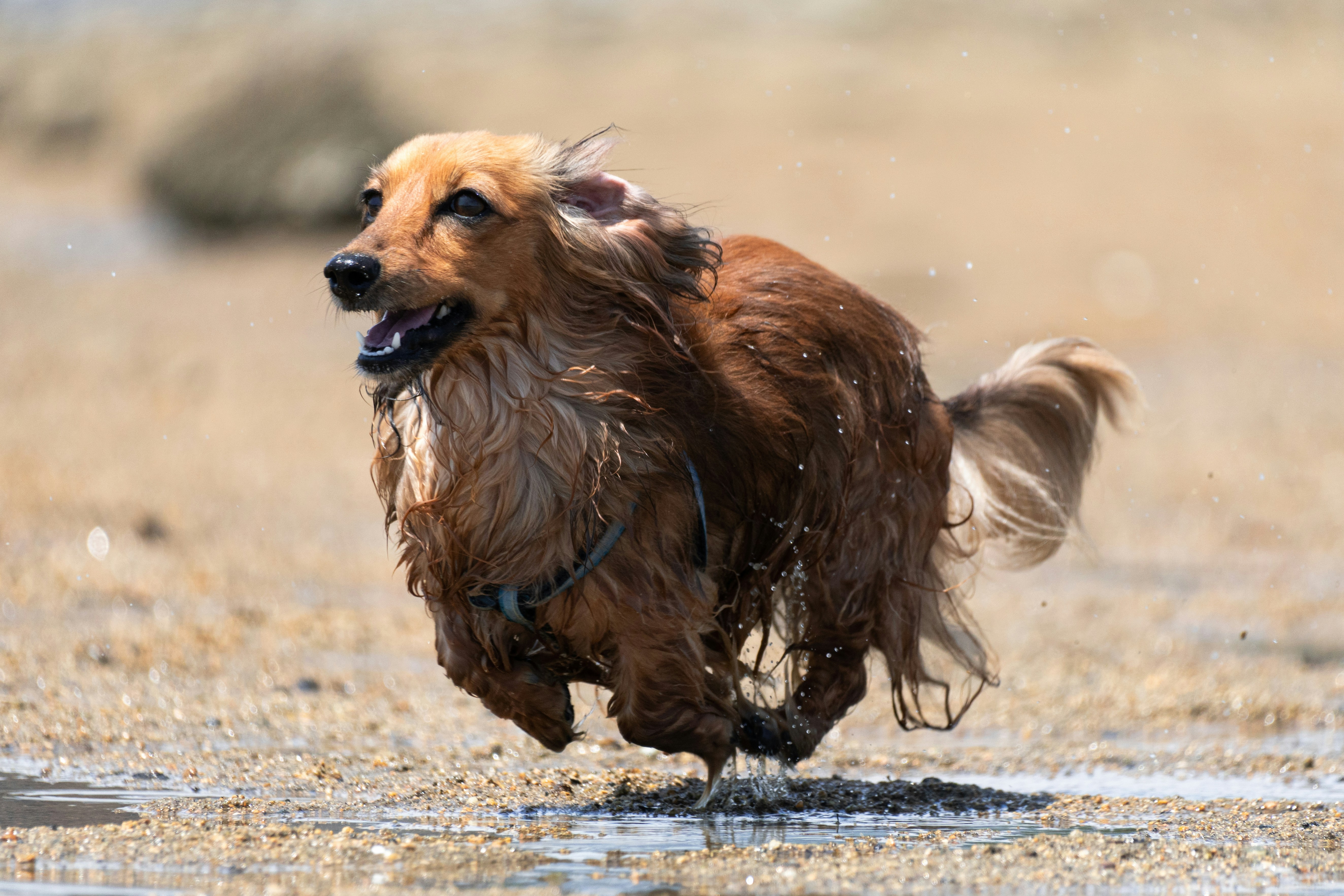Do Dachshunds Tend to Pick One Person as Their Favorite?