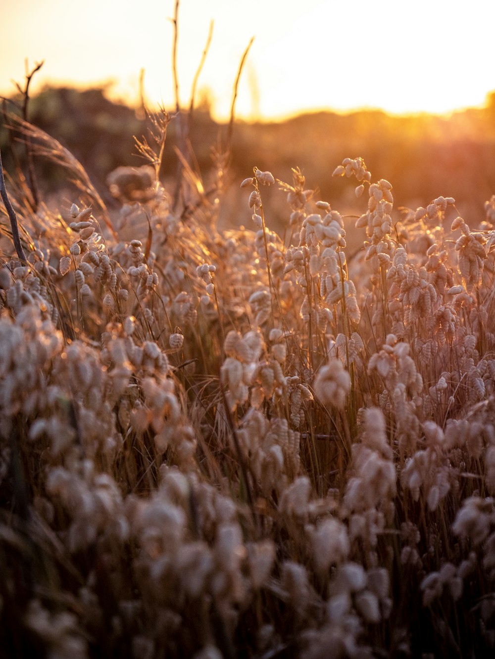 Campo de hierba marrón durante la puesta de sol