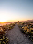 green trees on gray sand during sunset
