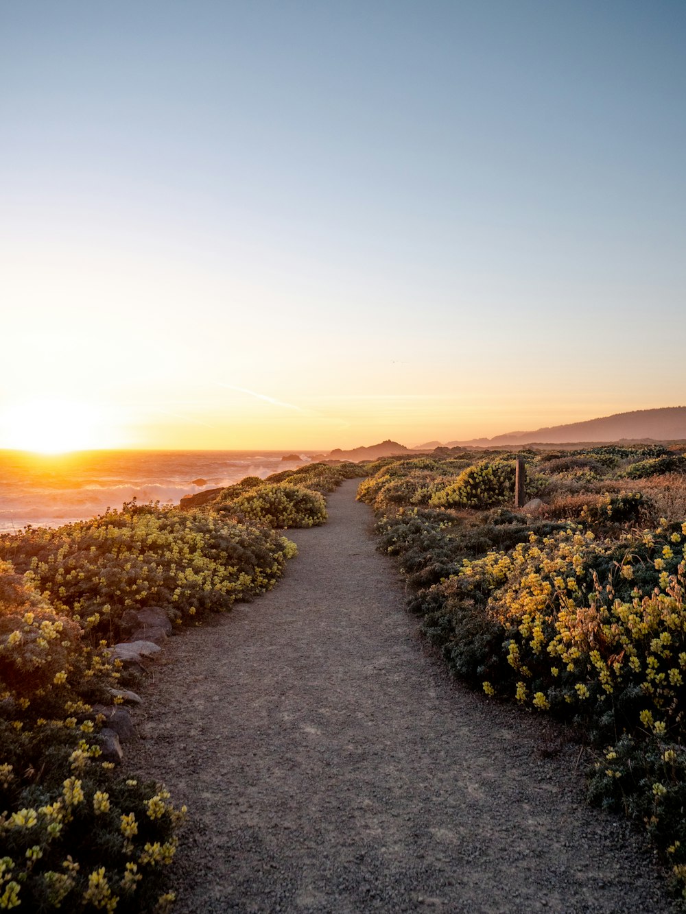 green trees on gray sand during sunset