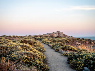 A winding path lined with desert wildflowers leading to a quiet meditation spot.