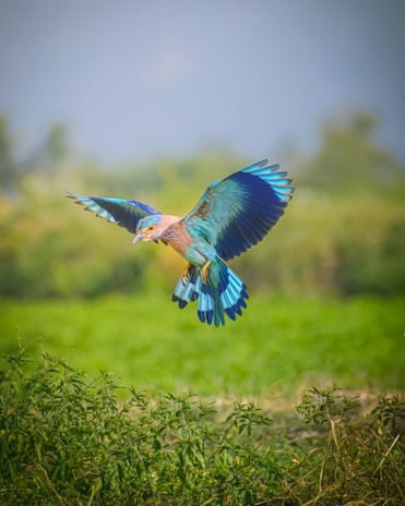 A Gouldian finch in mid-flight against a soft blue sky background.