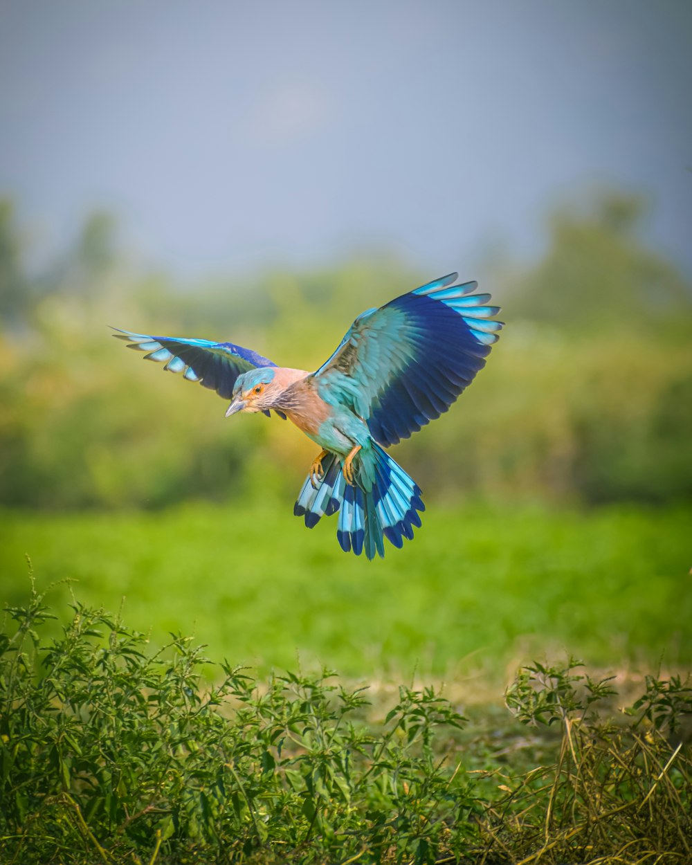 blauer und weißer Vogel, der tagsüber auf grünem Gras fliegt