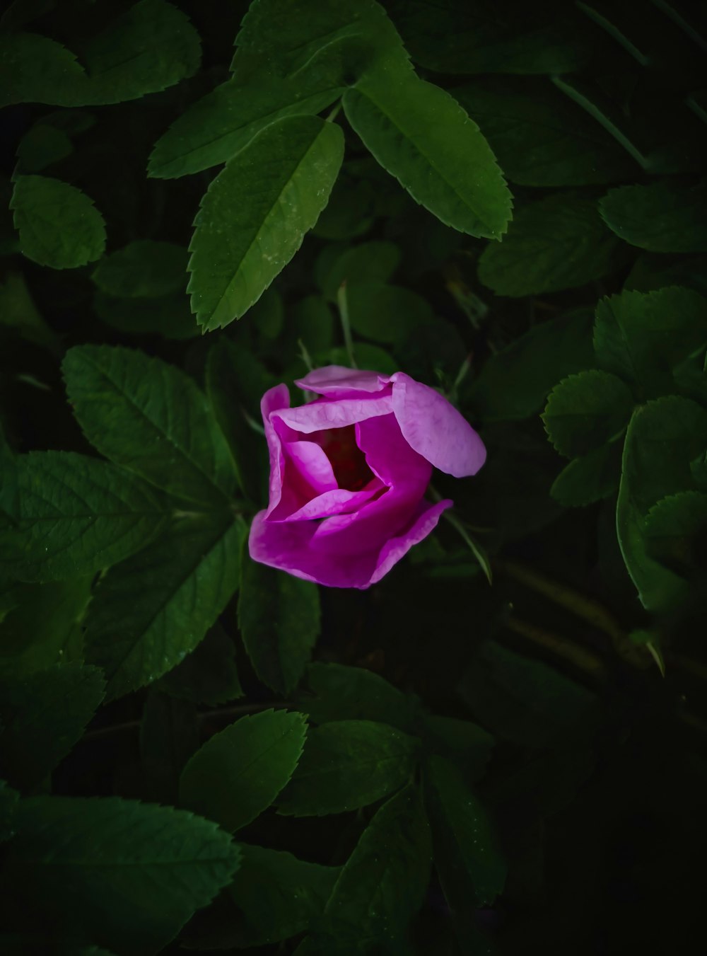 pink rose in bloom during daytime