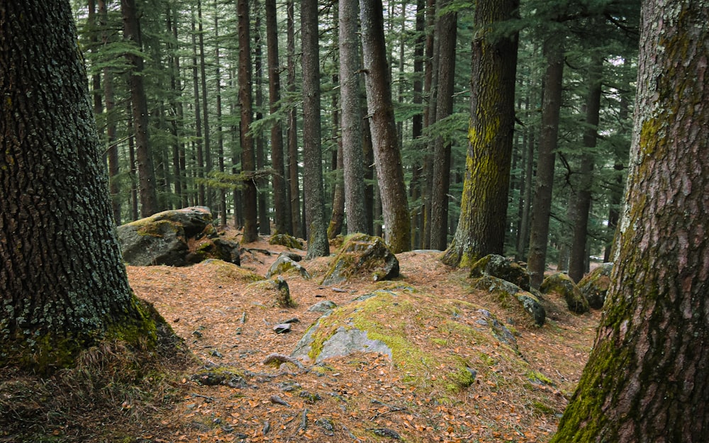 brown and green trees during daytime