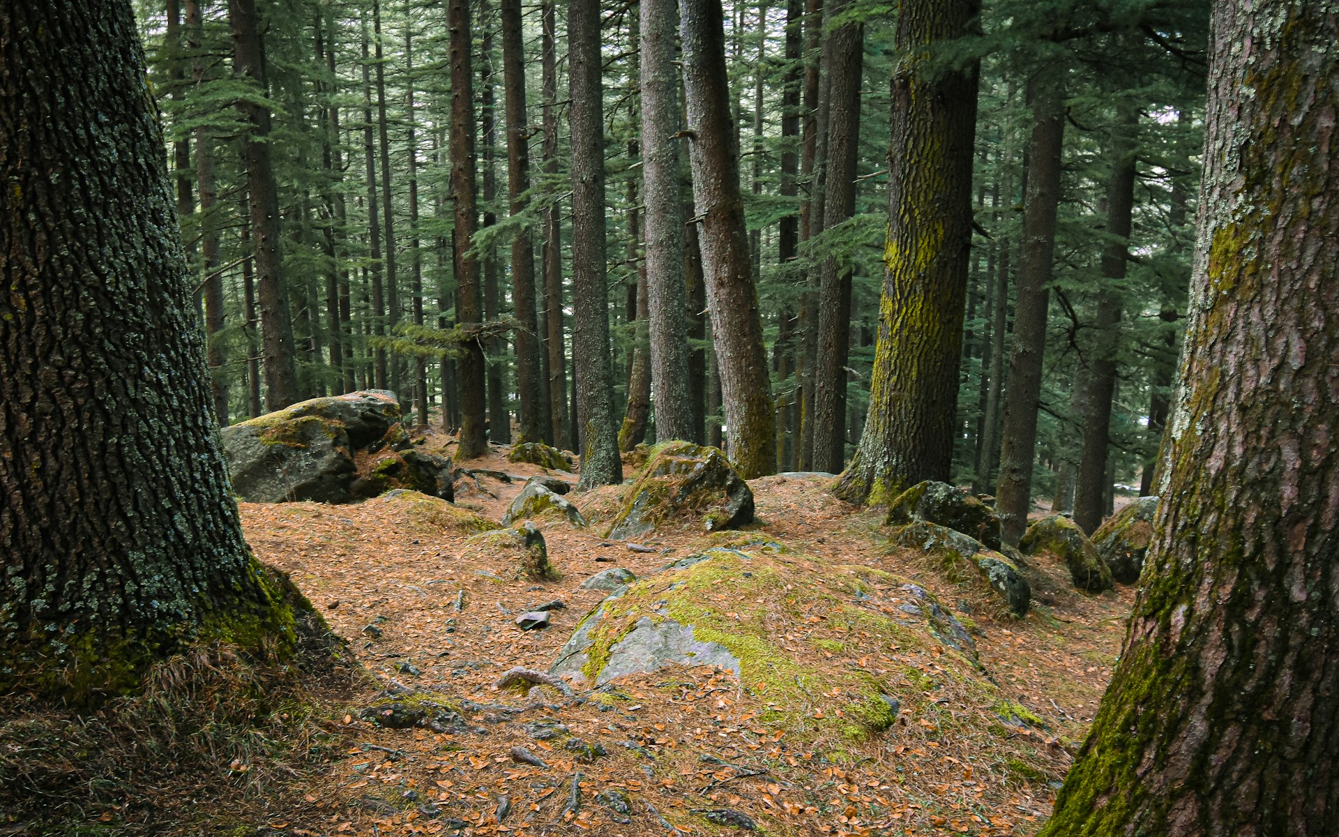 brown and green trees during daytime