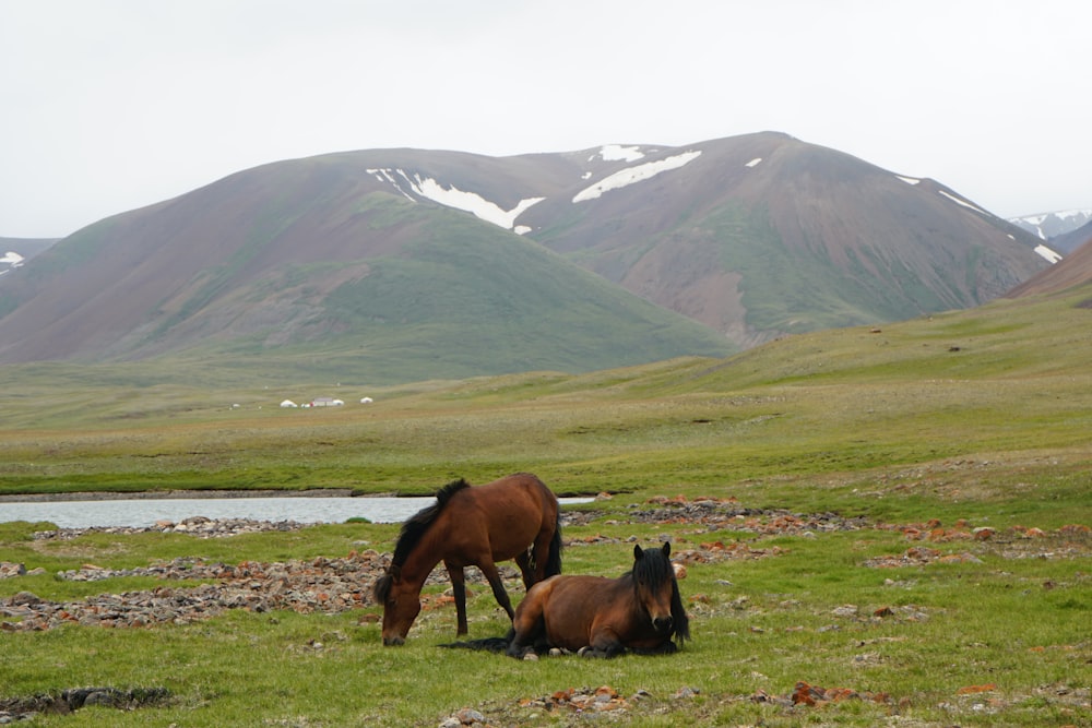 brown horse eating grass on green grass field during daytime