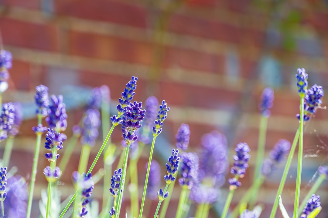 purple flower in tilt shift lens