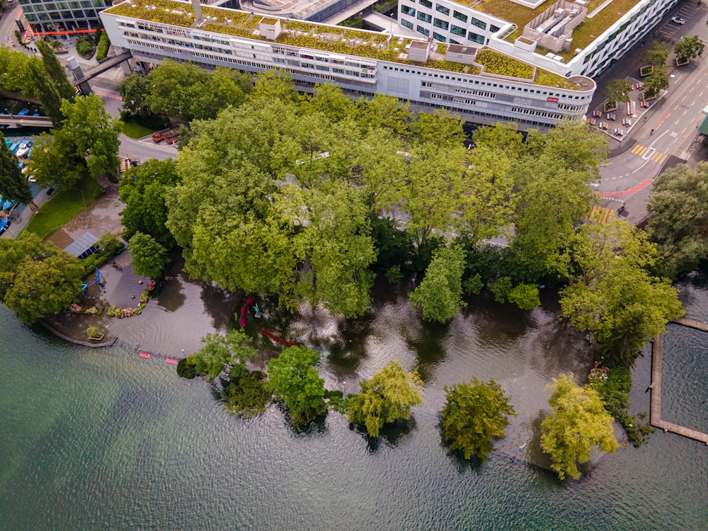 green trees near body of water during daytime