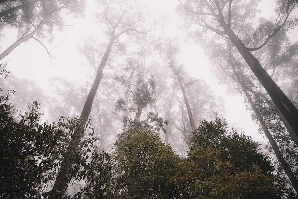 low angle photography of green trees under white clouds during daytime