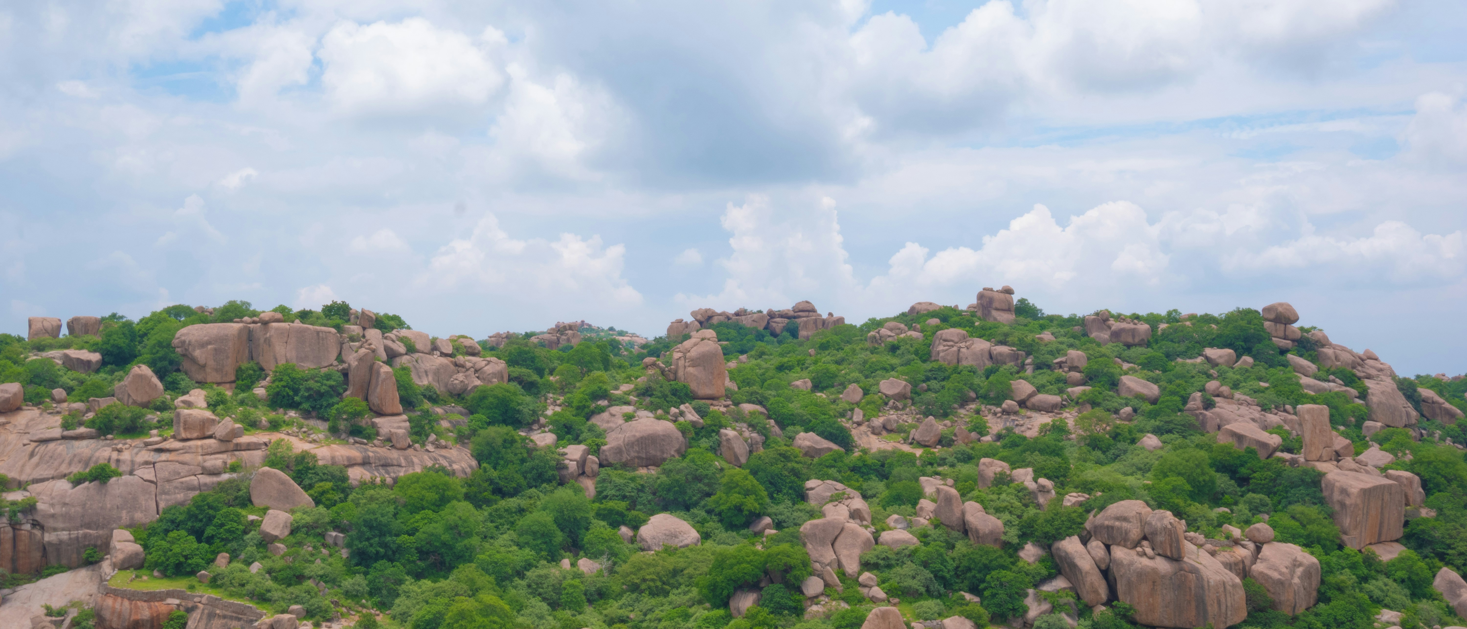 brown and green trees under white clouds during daytime