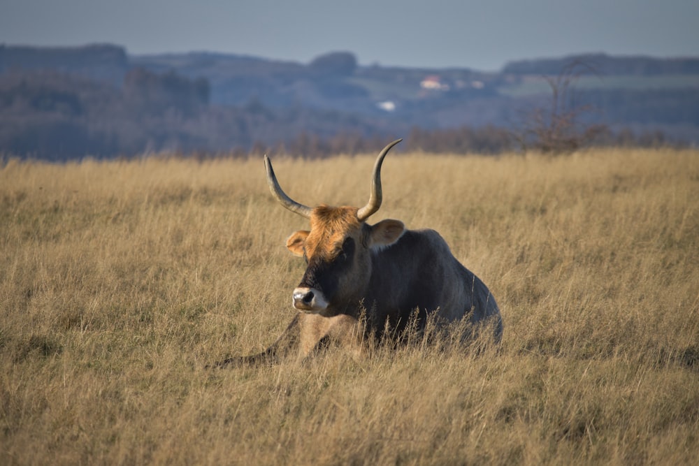 brown cow on brown grass field during daytime