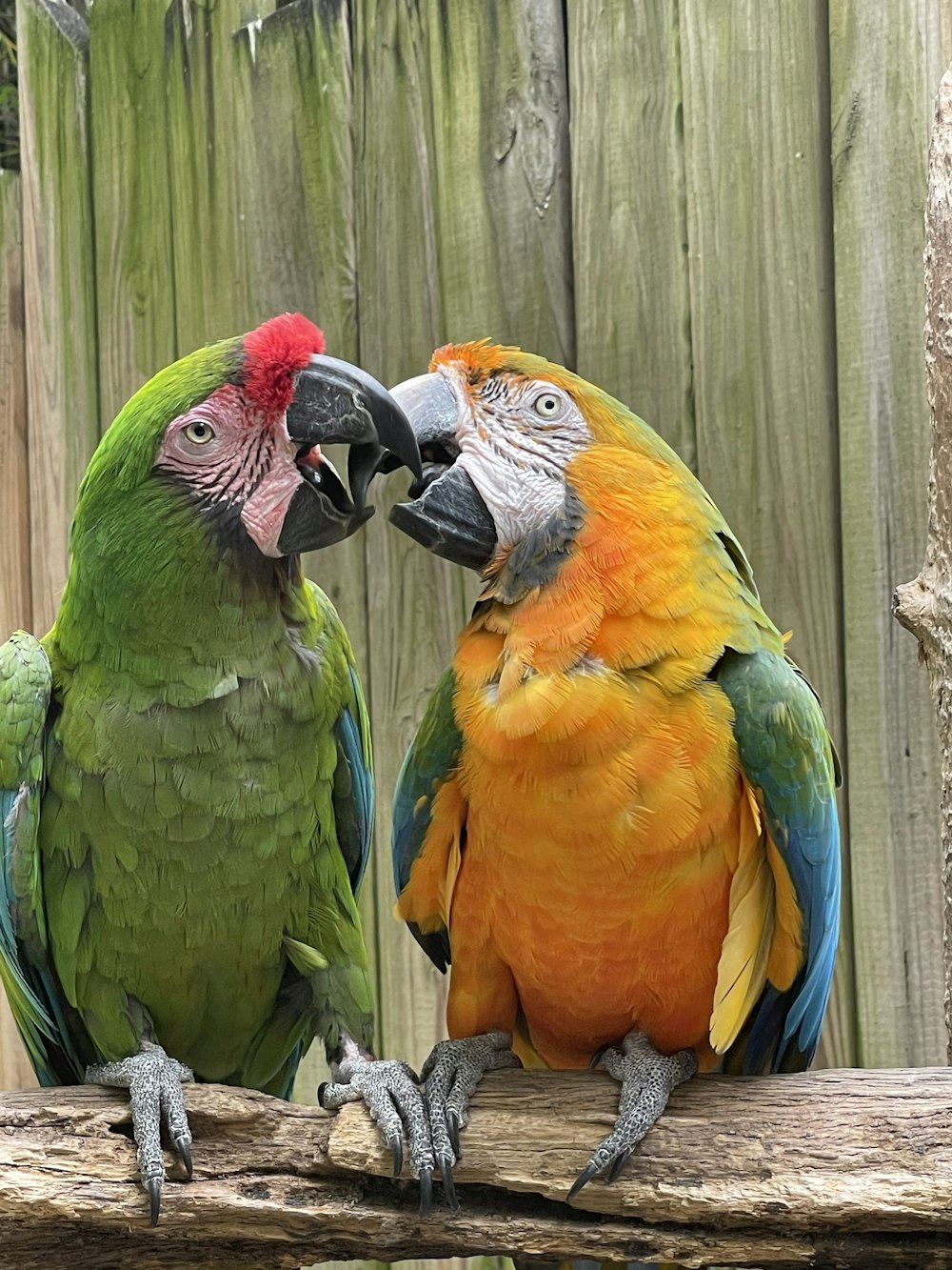 green yellow and red parrot