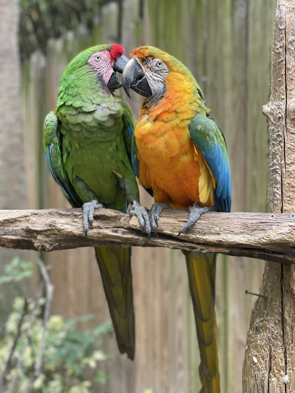 green yellow and blue parrot on brown wooden stick