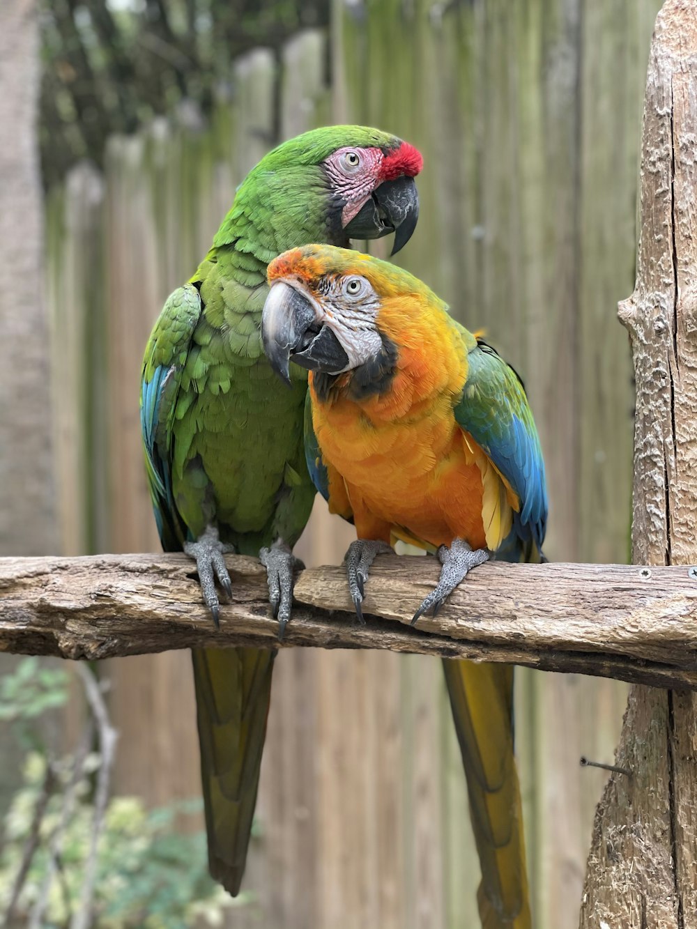 green and yellow parrot on brown wooden stick