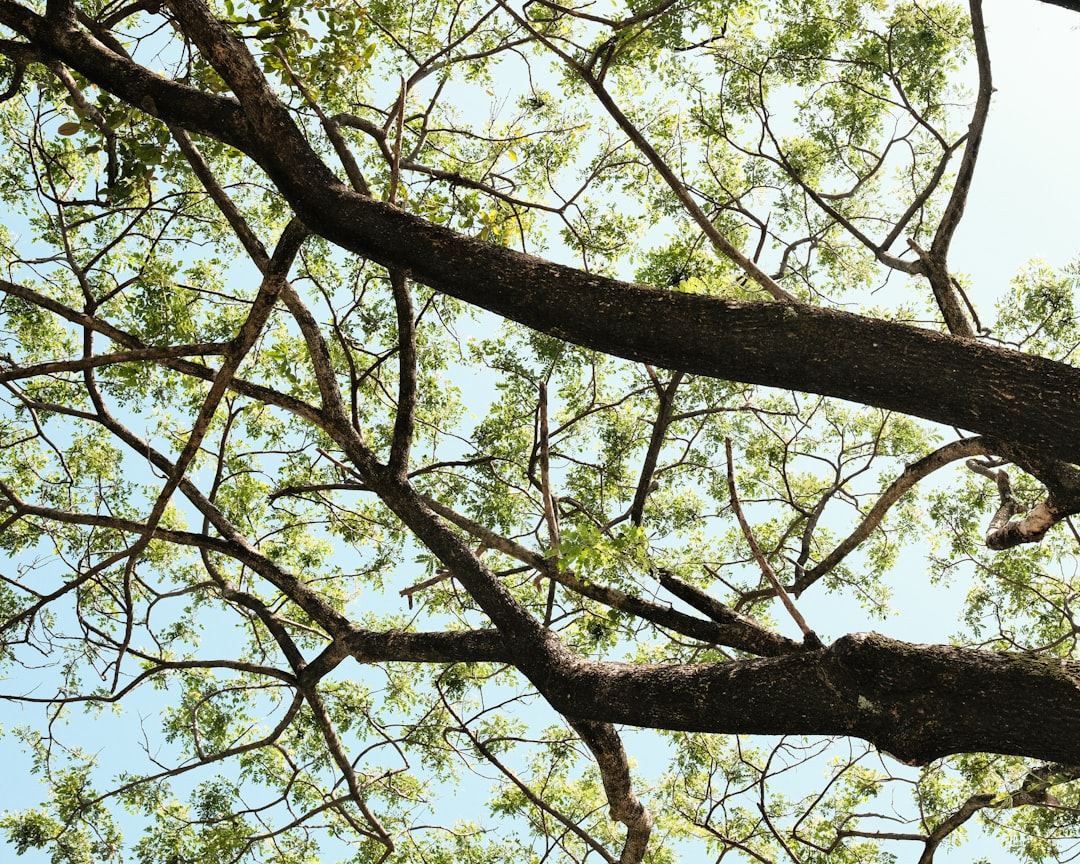 low angle photography of green tree during daytime