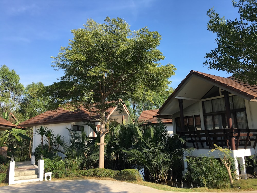 green tree near brown wooden house during daytime