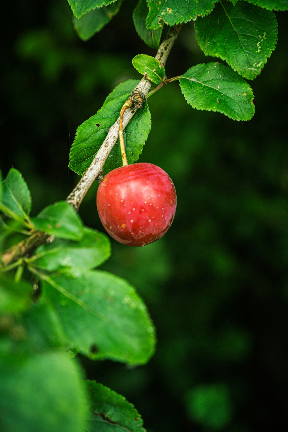 red cherry fruit in tilt shift lens